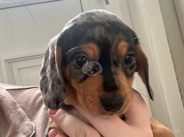 Dachshund x king charles for sale in Shotts, North Lanarkshire - Image 5