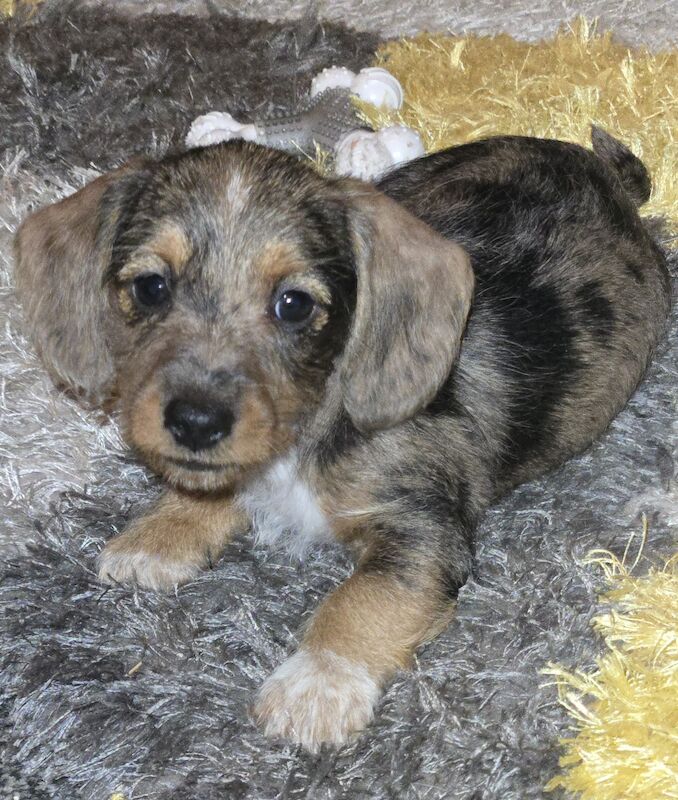 Dachshund x mini wirehaired Dachshund for sale in Ellesmere Port, Cheshire