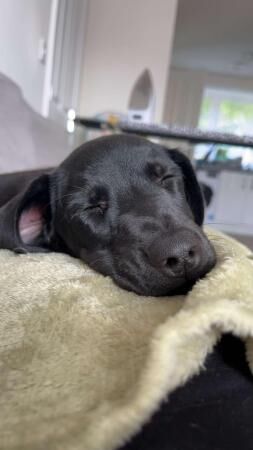 Dachshund X Spaniel Puppy for Sale in Preston, Lancashire - Image 1