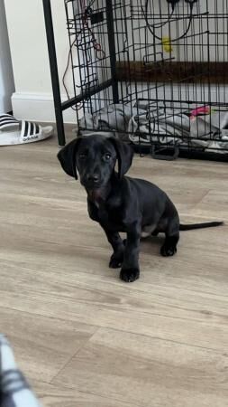 Dachshund X Spaniel Puppy for Sale in Preston, Lancashire - Image 4