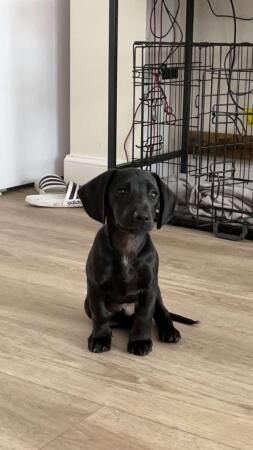 Dachshund X Spaniel Puppy for Sale in Preston, Lancashire - Image 5