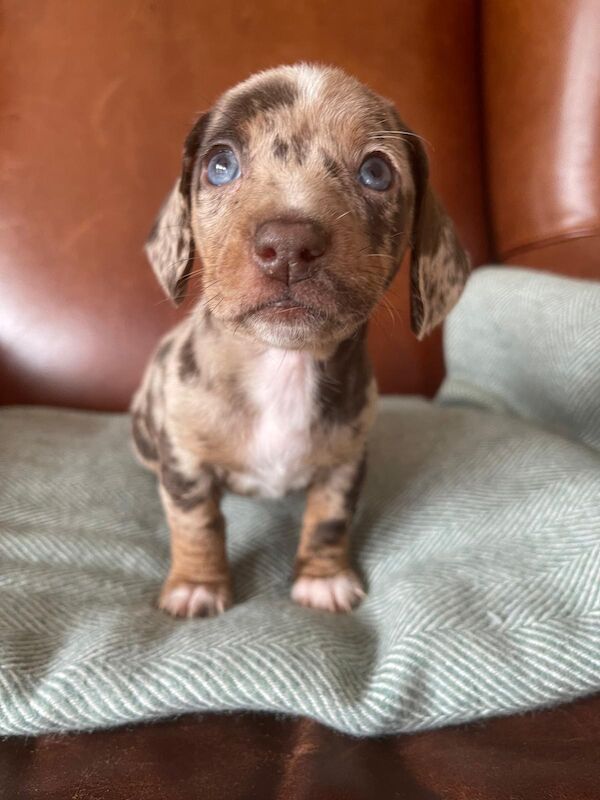 Dachshund puppies for sale in Brighouse, West Yorkshire