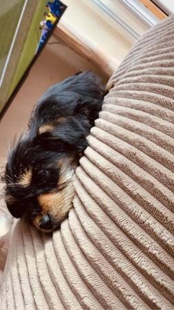 Dachshund x yorkie , tiny little girl for sale in Fradley, Staffordshire - Image 1