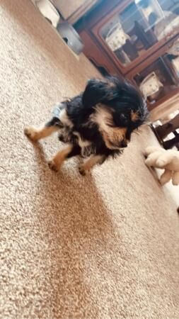 Dachshund x yorkie , tiny little girl for sale in Fradley, Staffordshire - Image 2