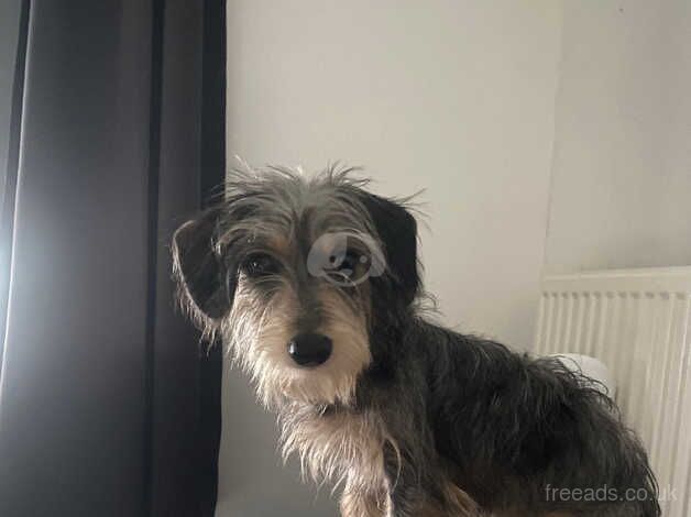 Dachshund x Yorkshire terrier for sale in Gravesend, Kent