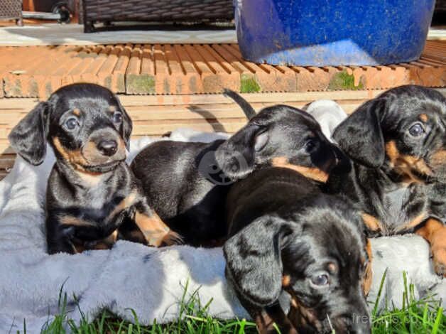 Dachshunds 3 Boys and 2 Girls for sale in Boston, Lincolnshire - Image 1