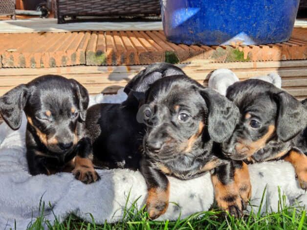 Dachshunds 3 Boys and 2 Girls for sale in Boston, Lincolnshire - Image 2