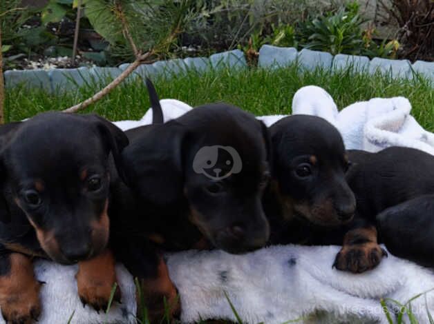 Dachshunds 3 Boys and 2 Girls for sale in Boston, Lincolnshire - Image 3