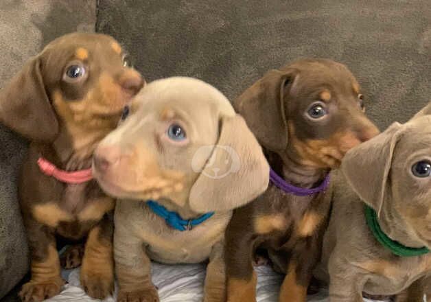 Dachshunds - 3 left for sale in Oldbury, West Midlands