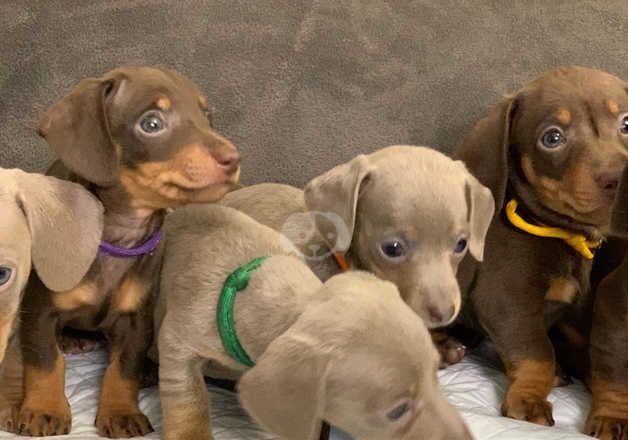 Dachshunds for sale in Oldbury, West Midlands