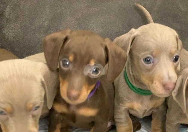 Dachshund Puppies for sale in West Midlands