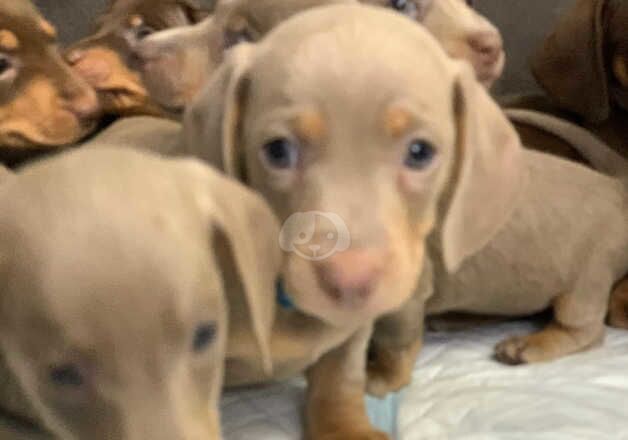 Dachshund Puppies for sale