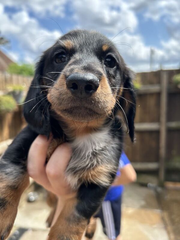 Dachshunds for sale in Norwich, Norfolk - Image 1