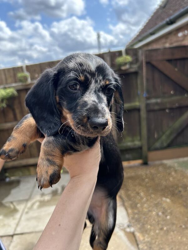 Dachshunds for sale in Norwich, Norfolk - Image 2