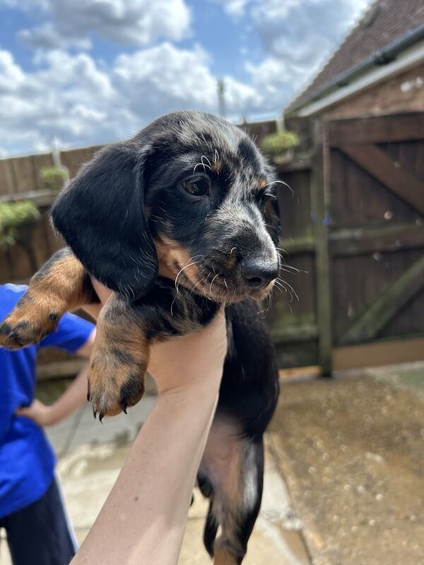 Dachshund Puppies for sale in Norfolk