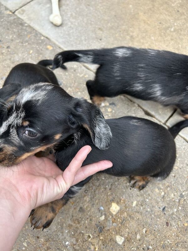 Dachshund Puppies for sale