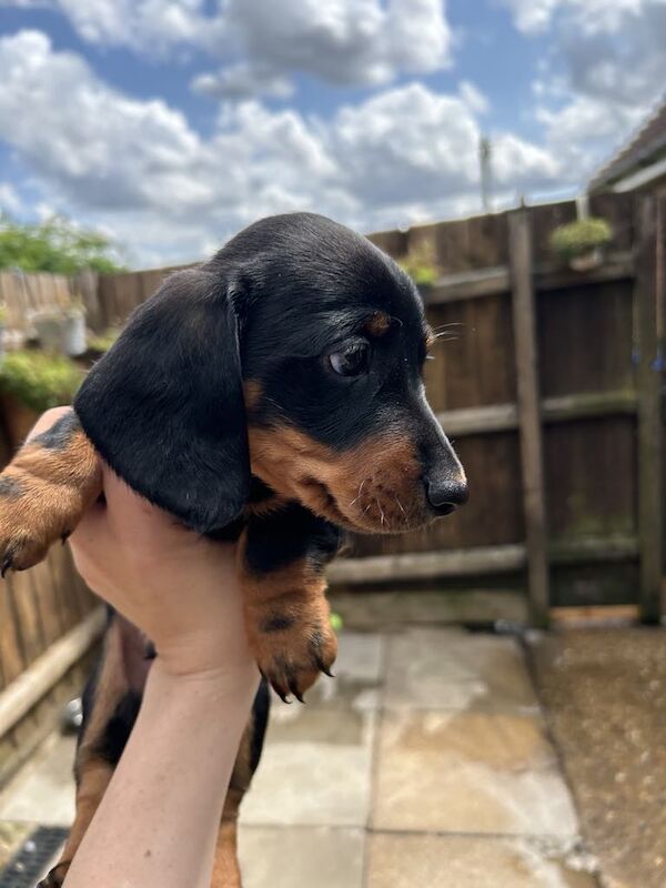 Dachshunds for sale in Norwich, Norfolk - Image 6