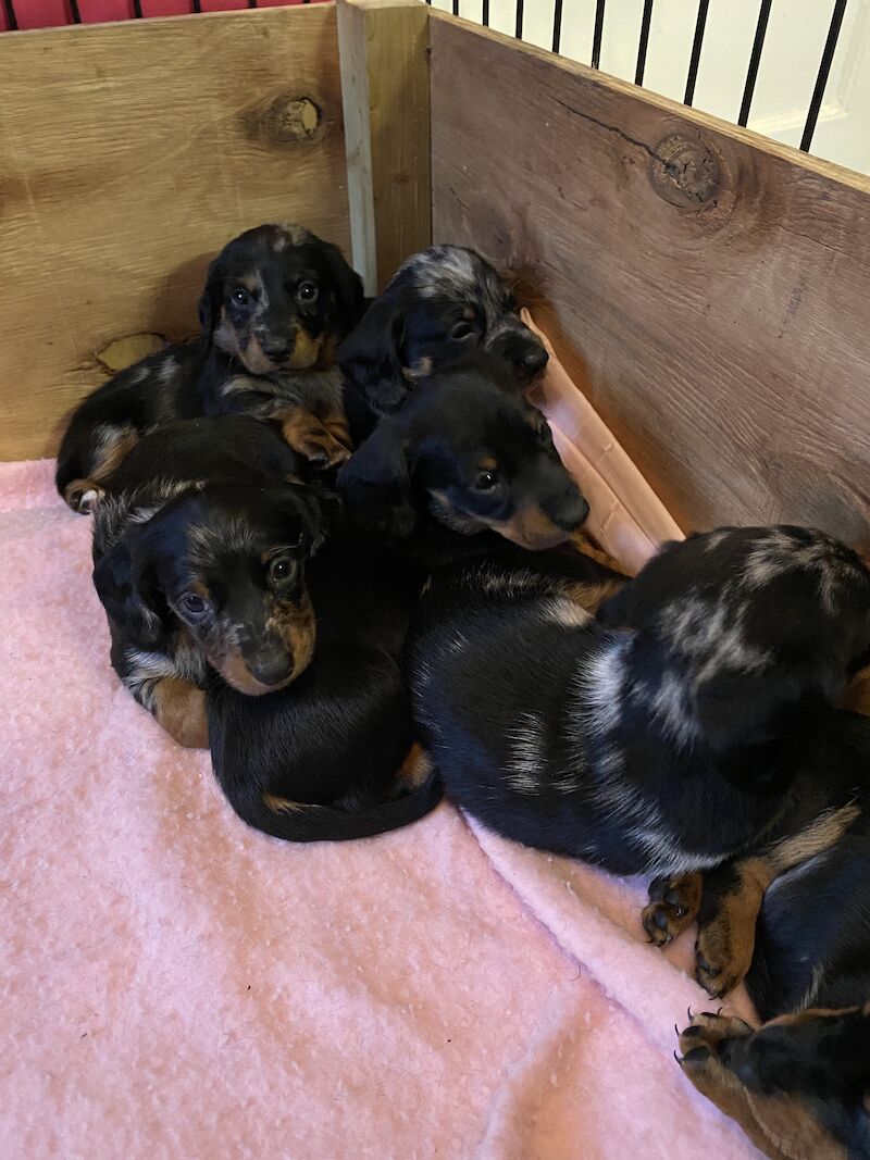 Dachshunds for sale in Norwich, Norfolk - Image 7