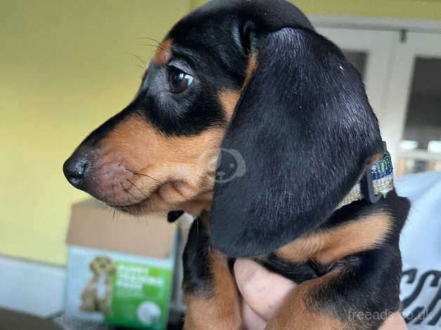 Dachshunds for sale in Cheltenham, Gloucestershire