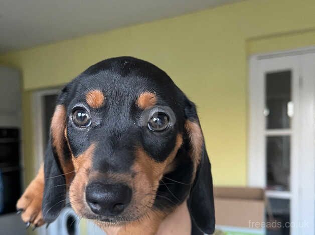 Dachshund Puppies for sale in Gloucestershire