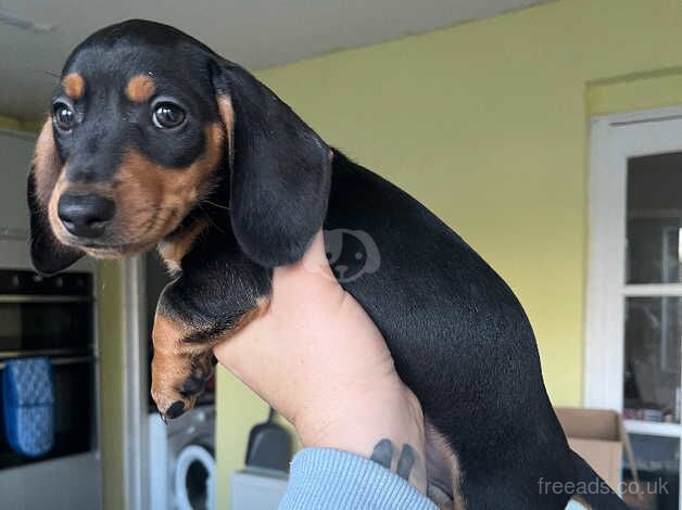 dachshunds 8 weeks old from next week for sale in Cheltenham, Gloucestershire - Image 4