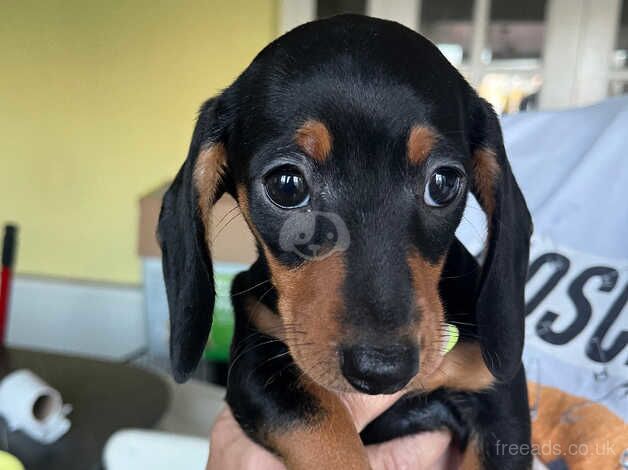 dachshunds 8 weeks old from next week for sale in Cheltenham, Gloucestershire - Image 5