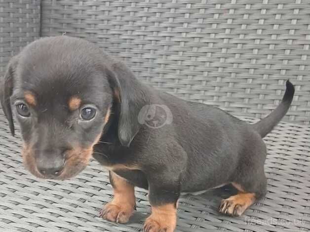 Dachshunds for sale in Leicester, Leicestershire