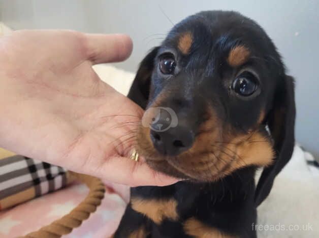 Dachshunds for sale in Aberdeen, Aberdeen City