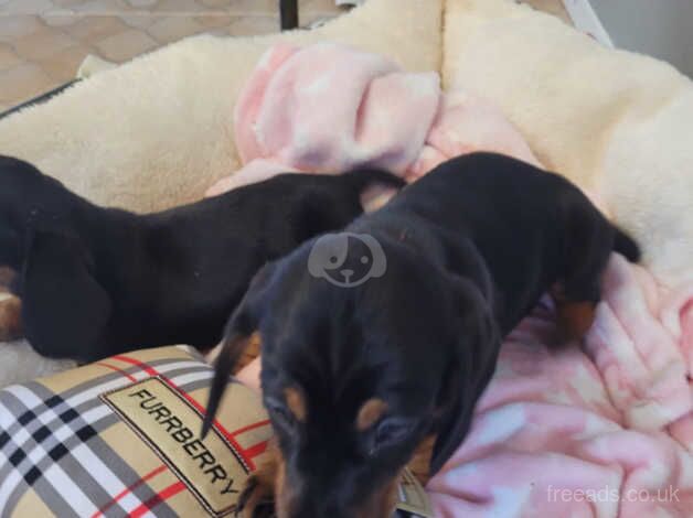 Dachshund Puppies for sale in Aberdeen City