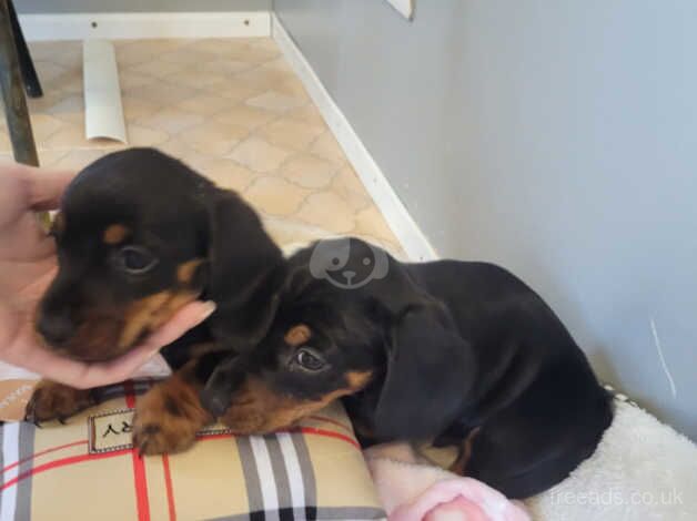 Dachshund Puppies for sale