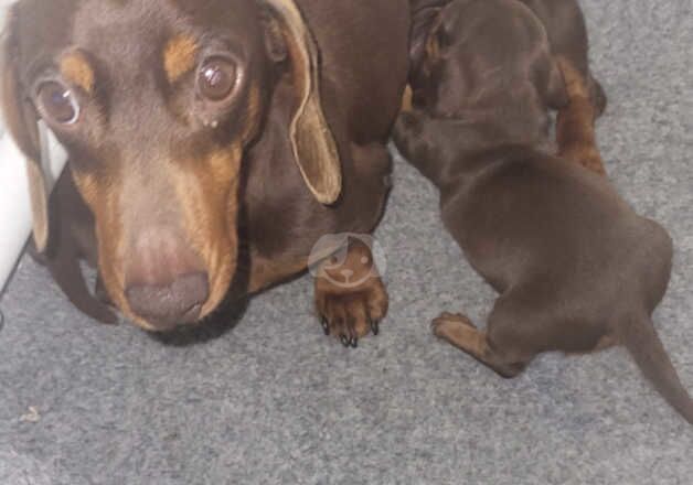 Dachshunds for sale in Bootle, Merseyside