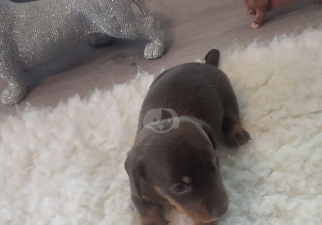 Dachshunds for sale in Bootle, Merseyside