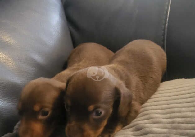 KC Registered Dachshund Puppies for sale in Merseyside