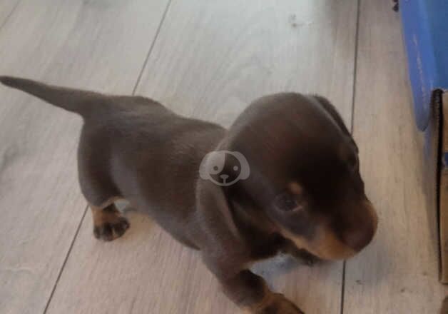 Dachshund Puppies for sale