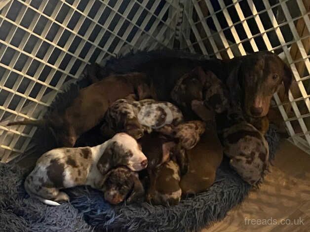 Dachshunds for sale in Cardiff