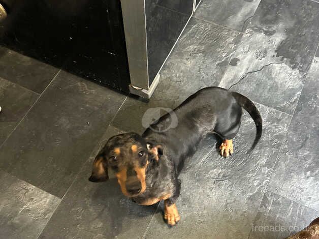 Dachshunds for sale in Cardiff/Caerdydd, Cardiff