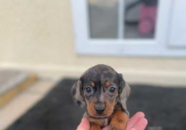 Dachshunds for sale in Ebbw Vale/Glyn Ebwy, Blaenau Gwent