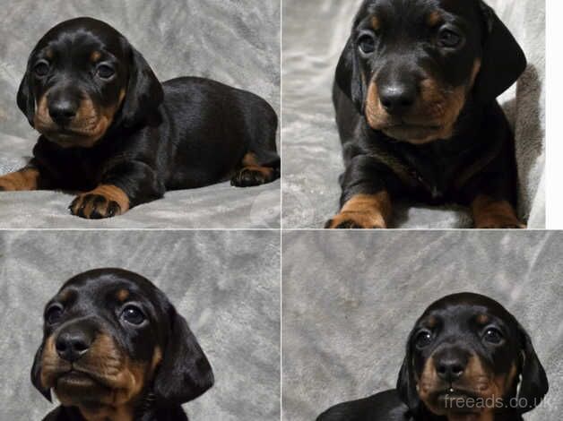 Dachshunds for sale in Kirriemuir, Angus