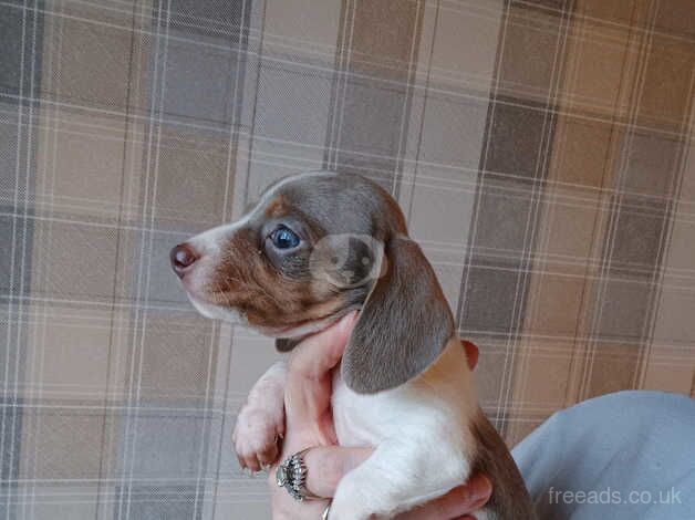 Dachshunds for sale in Manchester, Greater Manchester - Image 1