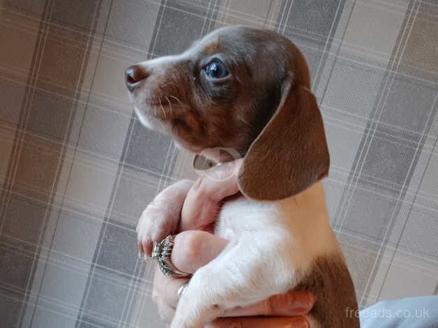 Dachshunds for sale in Manchester, Greater Manchester