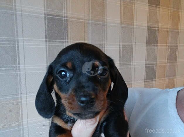 Dachshunds for sale in Manchester, Greater Manchester - Image 5