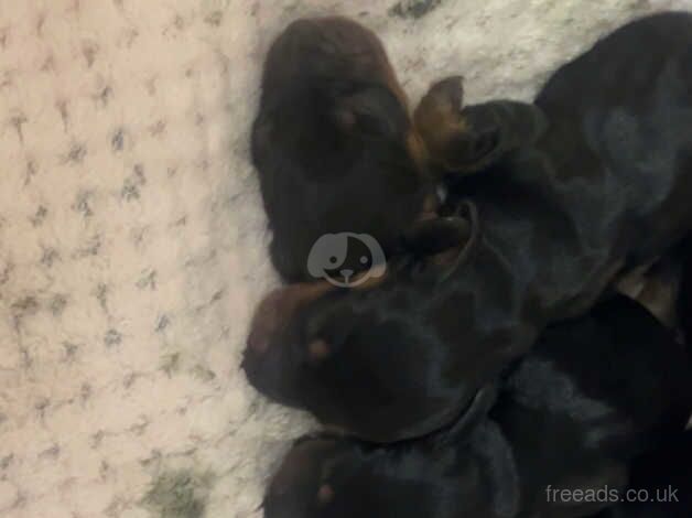 Dachshunds for sale in St Albans, Hertfordshire