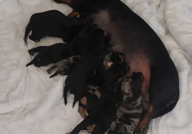 Dachshunds for sale in Tower Hamlets, Kent