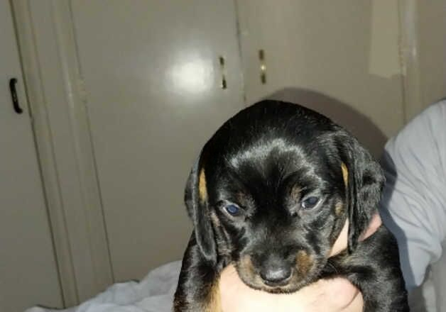 Dachshunds for sale in Tower Hamlets, Kent - Image 2