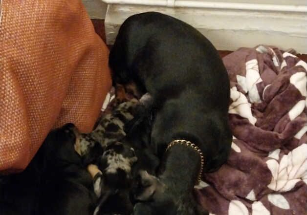 Dachshunds for sale in Tower Hamlets, Kent - Image 3