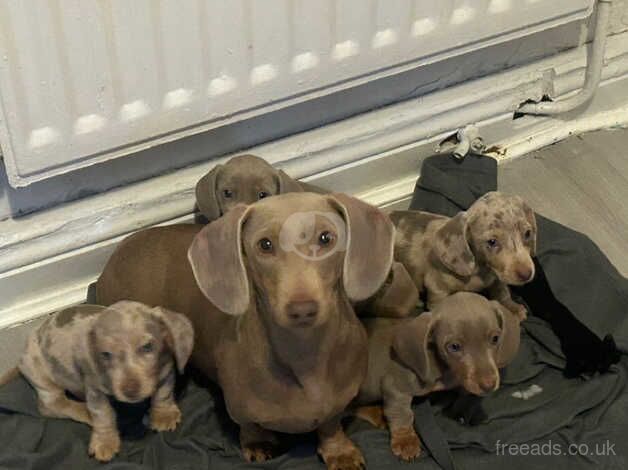 Dachshunds Isabella dapple boy and Isabella girls ready now for sale in Crook, County Durham