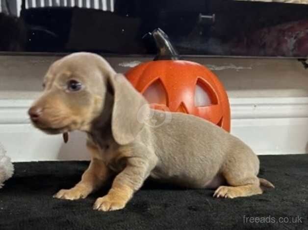 Dachshund Puppies for sale in County Durham