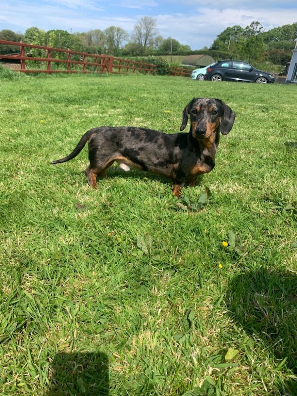 Dachshunds looking for retirement homes for sale in Llandysul, Dyfed - Image 3