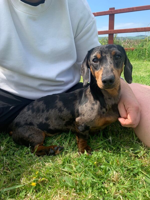 Dachshunds looking for retirement homes for sale in Llandysul, Dyfed - Image 4