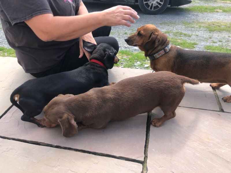 Dachshunds looking for retirement homes for sale in Llandysul, Dyfed - Image 6